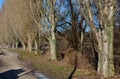 Detail of the alley of old Italian poplars. narrow crowns with branches at an acute angle straight up. Very blue sky