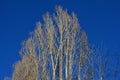 Detail of the alley of old Italian poplars. narrow crowns with branches at an acute angle straight up. Very blue sky