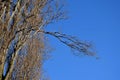 Detail of the alley of old Italian poplars. narrow crowns with branches at an acute angle straight up. Very blue sky