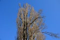 Detail of the alley of old Italian poplars. narrow crowns with branches at an acute angle straight up. Very blue sky