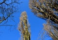 Detail of the alley of old Italian poplars. narrow crowns with branches at an acute angle straight up. Very blue sky