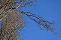 Detail of the alley of old Italian poplars. narrow crowns with branches at an acute angle straight up. Very blue sky