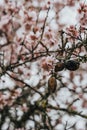 detail of an almond tree in bloom together with its almonds Royalty Free Stock Photo