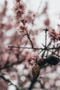 detail of an almond tree in bloom Royalty Free Stock Photo