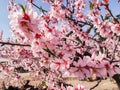 Detail of almond tree branch full of flowers. Pink almond blossoms over blue sky in February Royalty Free Stock Photo