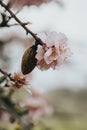 Detail of an almond tree with its almond and the flower Royalty Free Stock Photo