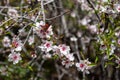 Detail of Almond Tree with orange black butterfly  in Bloom  in Spring mountains of Tenerife, Canary Island. Winter blossom on Royalty Free Stock Photo