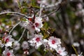 Detail of Almond Tree with orange black butterfly in Bloom in Spring mountains of Tenerife, Canary Island. Winter blossom on