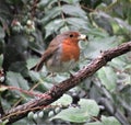 Amazing bird with orange and brown feathers is holding its feed in opened beak.