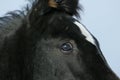 Detail of amazing black arabian horse in winter
