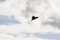 Amazing black coloured bird is flying on sky