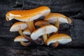 Detail of amazing little edible mushrooms Flammulina velutipes Royalty Free Stock Photo