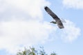 Amazing sea gull in flight Royalty Free Stock Photo