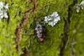 Amber resin drop on old tree covered with moss Royalty Free Stock Photo