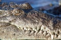 Detail of American Crocodile in Caribbean Royalty Free Stock Photo