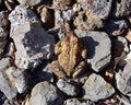 Detail of an American toad on rocks. Royalty Free Stock Photo