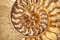 Detail of ammonite fossil shell Royalty Free Stock Photo