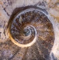 Detail of the Ammonites fossil