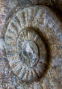 Detail of the Ammonites fossil