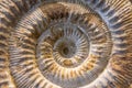 Detail of the Ammonites fossil