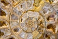 Detail of the Ammonites fossil