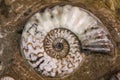 Detail of the Ammonites fossil