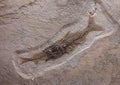 Detail of an ancient fossil of a fish eating another fish Royalty Free Stock Photo