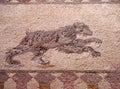 detail of an ancient roman floor mosaic with the image of a hunting bear from the archeological ruins known as the house of Royalty Free Stock Photo