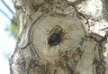 Detail from ancient walnut tree with hole