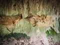 Detail of animal skins hung on the walls of a prehistoric cave.