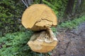 Detail of annual rings of chipped tree trunk