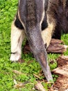 Detail of an anteater`s head on the grass, animals Royalty Free Stock Photo