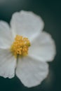 Detail of anthers, stigma, pistil and filaments of a white flower