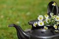Detail of an antique tin teapot stands in front of a green background and is filled with chamomile flowers Royalty Free Stock Photo