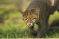 Jaguarundi