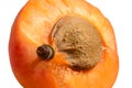 Detail of apricot core Royalty Free Stock Photo