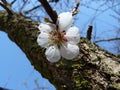 Detail of the apricot tree Prunus sp. flower flowering in spring