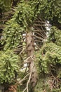 Detail of Araucaria bidwillii, bunya pine tree Royalty Free Stock Photo
