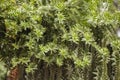 Detail of Araucaria bidwillii, bunya pine tree Royalty Free Stock Photo