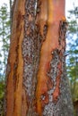 Detail of arbutus tree bark texture in Vancouver Island forest Royalty Free Stock Photo