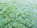 Detail of artificial grass placed on the playing field Royalty Free Stock Photo