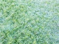 Detail of artificial grass placed on the playing field Royalty Free Stock Photo