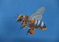 Detail of an artistically painted honey bee with pollen on its legs, painting on a house wall, copy space Royalty Free Stock Photo