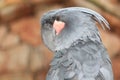 Aru palm cockatoo Royalty Free Stock Photo