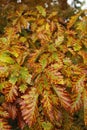 detail of autumn colored leaves on tree Royalty Free Stock Photo