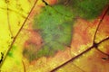 Detail of the autumn leaf Royalty Free Stock Photo