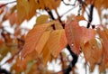 Detail of autumn sakura leaves in red, brown and yellow covered by raindrops and suitable as seasonal background.