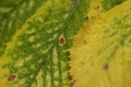 Detail of autumnal fallen leaves