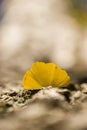 Detail of autumnal Gingko tree leaf Royalty Free Stock Photo
