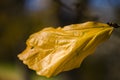 Detail of autumnal tree leaf Royalty Free Stock Photo